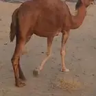 نياق سواحل كفو