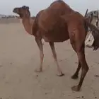 ناقه مدني ب 6500 تم البيع