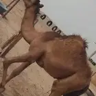 قعواد ساحلي احمر سمين فل شحم
