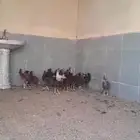 دجاج وديوك بلدي