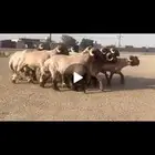 ثنيان طيبات لون جبار طرف العدد 10 راس