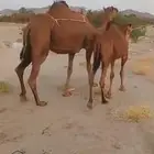 3 خلفات منايح كفو