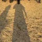 معزا عوارض تم البيع