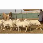 غنم حريات رخال