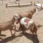 8 طليان سواكني تيلاد