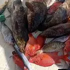 السلام عليكم ورحمه الله وبركاته معاكم الكابتن اسامه . اسم