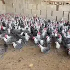 دجاج فيومي ديوك ودجاج