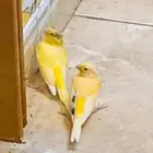 السلام عليكم ورحمة الله وبركاته كناري