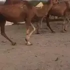نياق حمر عوادي من 3000 تم البيع