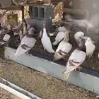 حمام فرنسي حمام سليفر