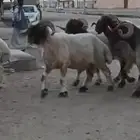 فحوله طيبه لون جبار العدد5راس اثنين ربعان وثلاثه سدس للبيع