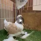 حمام زينه للبيع