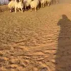 غنم نعيم
