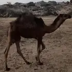 قعدان وبكار للبيع