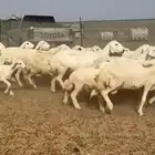 غنم حريات خالفات