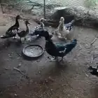 بط للبيع