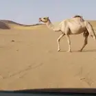 عشرا كفو تحتها قعود مغلق