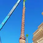 نقوم بتواريد وتركيب جميع انواع النخيل العربي والواشنطني