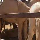قعدان مرابي طايشه شحم