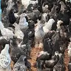 دجاج البرهام الاصلي للبيع مستعجل صاحب المزرعه مسافر