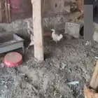 دجاج بلدي