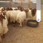 طليان نعيم