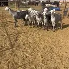 جفرات مهجنه شامي بمصري