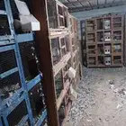 محاكر.حمام..حقل