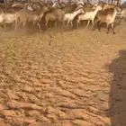 غنم سواكن صنف تم البيع