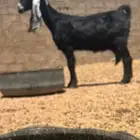 معزا عوارض طيبه ا