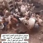 دجاج بلدي للبيع