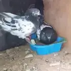 حمام بكستاني