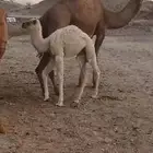 خلفه طيبه ب 7500