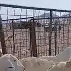 ضأن حري للبيع