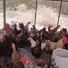 دجاج بلدي بياض عمر سنة