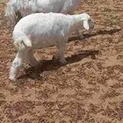 حريه والد في المجمعه
