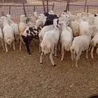 43 رخال رفيديه من 800