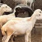 فران بلدي للبيع