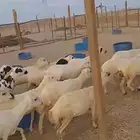 عشرين رخال رفيديه دفيع