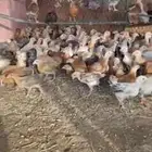 دجاج بلدي للبيع