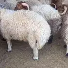 خرفان نعيم كفو