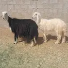 شياه نجد صنف صنف