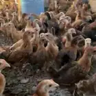 صوص بلدي للبيع