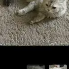 تبوك الخالديه