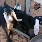 عنز جفره عارضيه صنف توها مثنيه معها جفرتين اعمارها ثلاث شهور