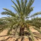 لدينا جميع انواع النخيل