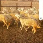 رخال حريه صنف العدد 224