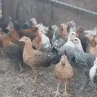 دجاج بلدي