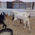 تيس هولندي للبيع