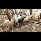 رخيل
